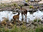 Ranthambore - Nationalpark