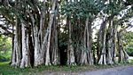 Cienfuegos - Botanischer Garten