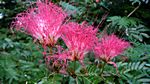 Cienfuegos - Botanischer Garten