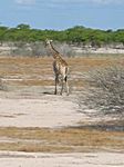 Tiere in der Etoshapfanne