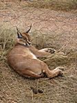 Tiere in der Etoshapfanne