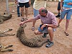 Tiere in der Etoshapfanne