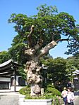 Kamakura